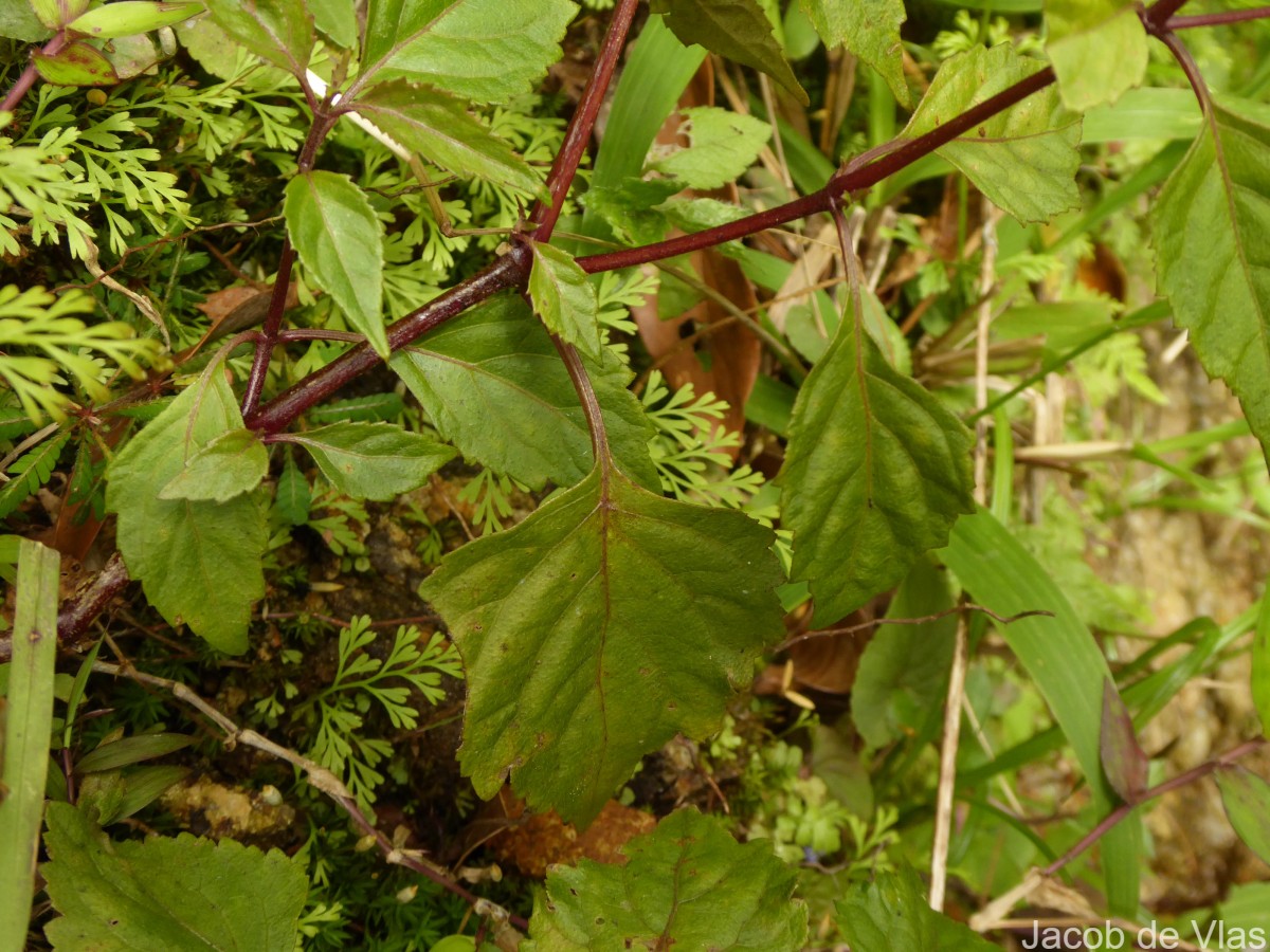 Pogostemon heyneanus Benth.